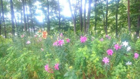 IMG_20160731_093031.jpg