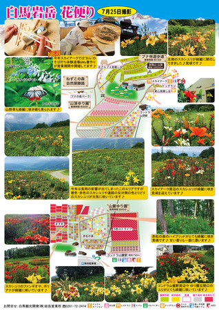 7.25 白馬岩岳花便り.jpg