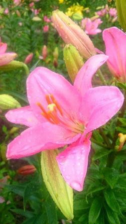 IMG_20160705_084747.jpg