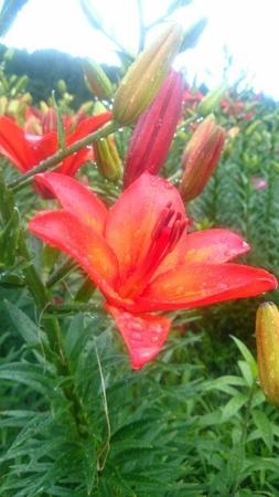 IMG_20160705_084948.jpg