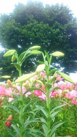 IMG_20160705_090226.jpg