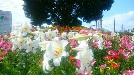 IMG_20160714_090854.jpg