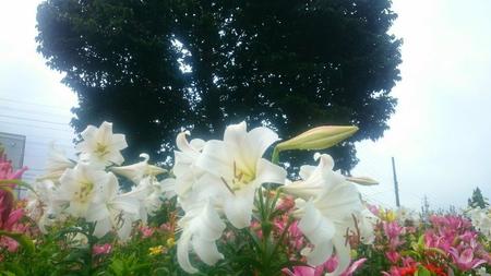 IMG_20160715_085517.jpg