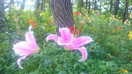 IMG_20160722_093937.jpg