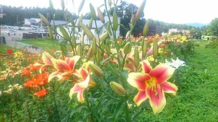 IMG_20160722_094122.jpg
