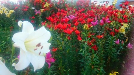 IMG_20160724_083541.jpg
