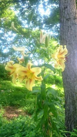 IMG_20160724_084106.jpg