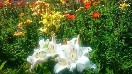 IMG_20160724_084826.jpg