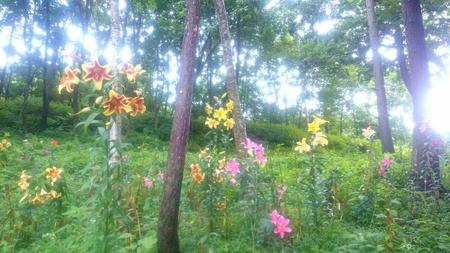 IMG_20160727_084156.jpg