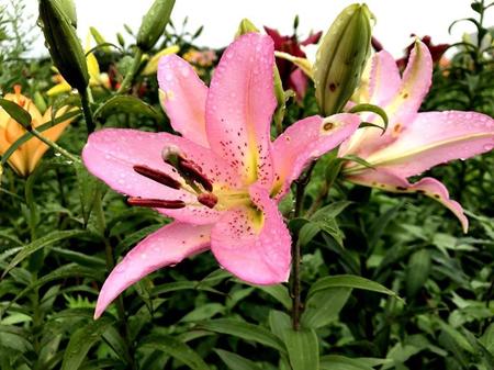 _20170730_085141.jpg