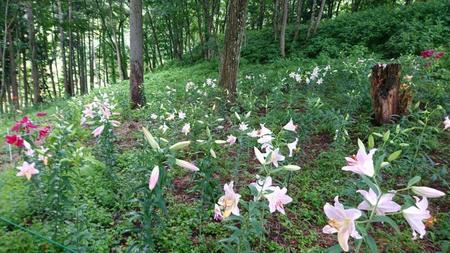 _20170806_131941.jpg